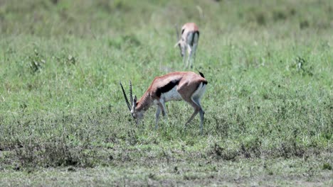 Thomson's-gazelles-grazing-in-open-field-with-high-weeds,-Pan-left-tracking-shot