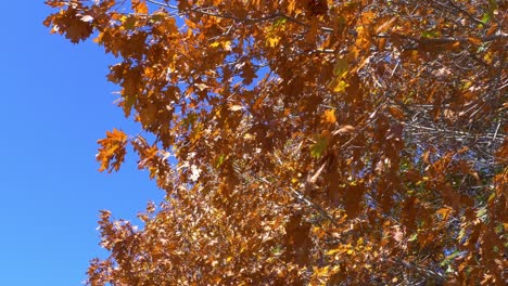 Slow-walk-underneath-tree-branches-displaying-beautiful-orange-colored-Autumn-leaves---Banks-Peninsula,-New-Zealand