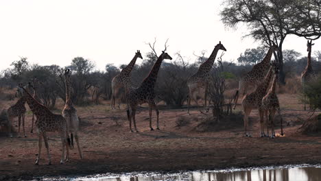 giraffe   gathered around a small pond