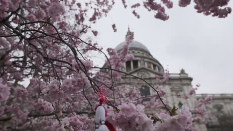 Wide-Beautiful-pink-Cherry-blossom-flowers-in-front-of-St-Pauls-Cathedral-focus-pull