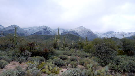 dry green desert landscape of tucson countryside at winter season with mountains in the background