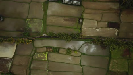 Drone-shot-flying-horizontally-over-some-well-watered-Rice-Terraces-in-Bali,-Indonesia