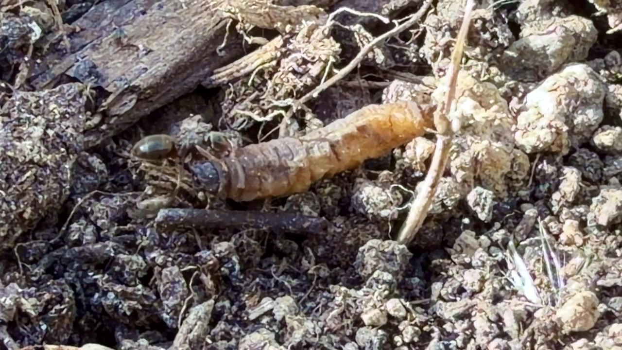 Formiche Formicidae, probabilmente Lasius sp., attaccano e immobilizzano una larva del suolo dal corpo molle, probabilmente Coleotteri o Lepidotteri, mostrando predazione cooperativa e interazione trofica, primo piano macro statico.