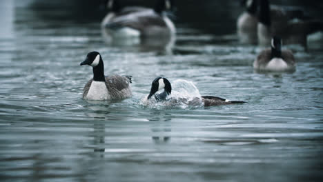 bandada de gansos canadienses salvajes chapoteando y bañándose en aguas tranquilas del lago