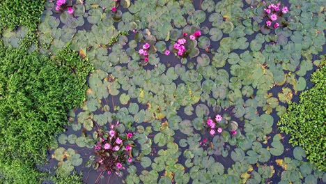 inland water body, water lily grows with mosses and grasses, water lily in the stream ,pond river sea, water lily blooming, beautiful aerial shot, group, blossom , field, top