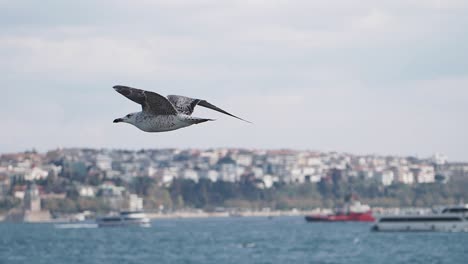 seagull flying over istanbul