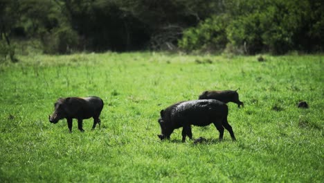 common warthogs grazing on open grassland - african animals in bush