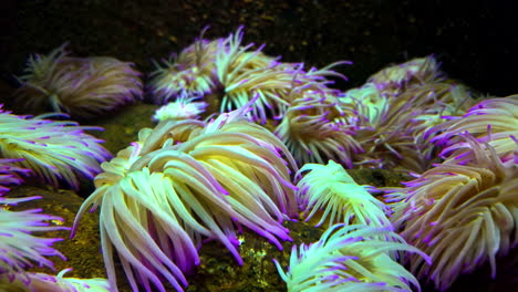 snakelocks anemone aquatic marine animal wildlife sea anemone glowing