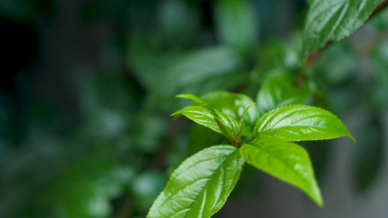 shallow depth of field for shiny-leaf buckthorn the ingredient of Ethiopian traditional beer