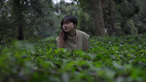 Young Asian woman, tea plantation harvest, cheerful happy expression