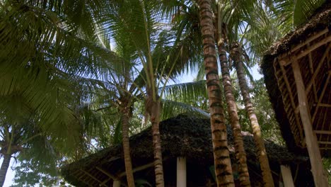 Tropical-Palm-Tree-On-Diving-Center-With-Scuba-Diver-Preparing-In-Diani-Beach,-Kenya