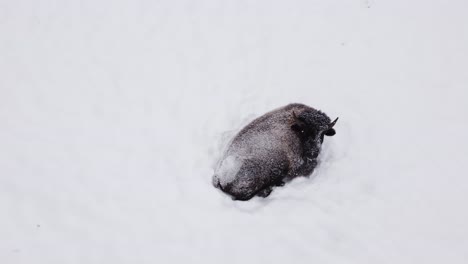 bison-laying-down-in-winter-snowstorm-staying-warm-aerial
