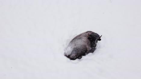 bison laying down in winter snowstorm staying warm aerial