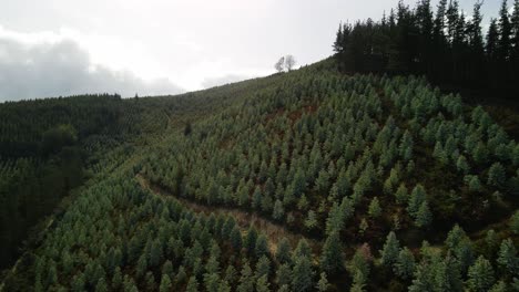 Antena-Sobre-Bosque-Invasivo-De-Eucaliptos-En-El-Norte-De-España.