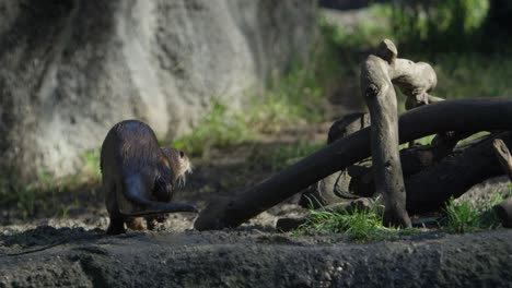 otter soaked from swim walks around pile of sticks slow motion