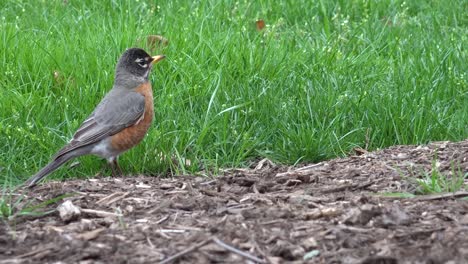 bird preparing for spring