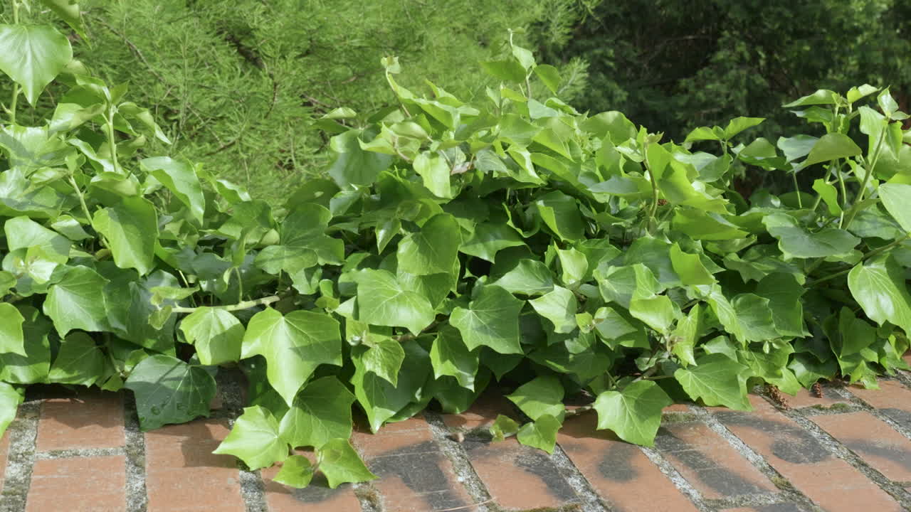 Ivy growing over red brick garden wall