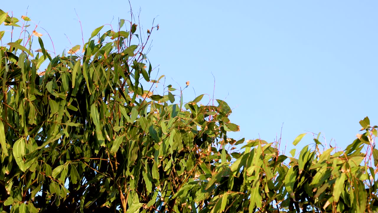 Eucalyptus leaves gently sway under clear blue skies in Bellarine, Victoria. Captured with natural lighting, showcasing serene movement