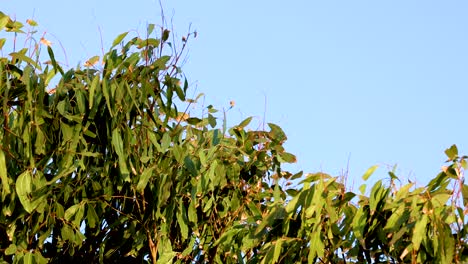 eucalyptus leaves gently sway under clear blue skies in bellarine, victoria. captured with natural lighting, showcasing serene movement
