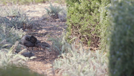 Male-California-Quail-and-his-baby-chicks-cleaning-feathers-and-looking-for-food-in-slow-motion