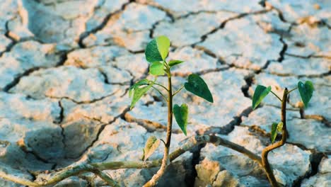 new life emerges from cracked earth after drought, a sign of hope