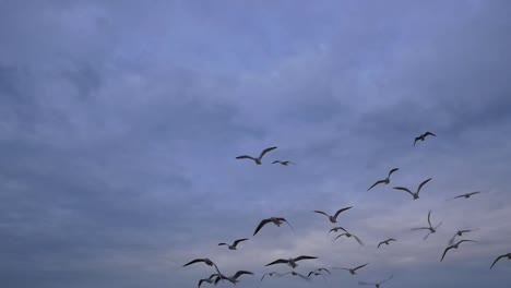 gaviotas y pájaros volando en grupo en el cielo azul en cámara lenta