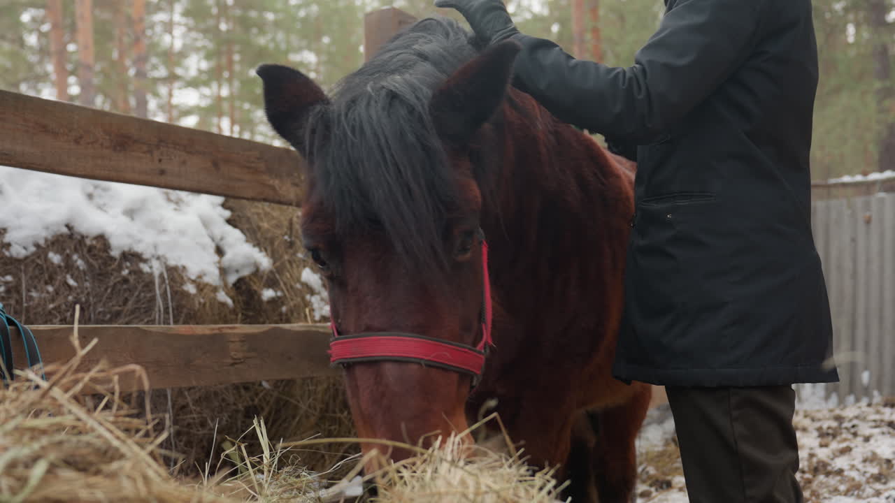 Entrenador negro calmando a un poni marrón en un corral nevado, suaves caricias en la cabeza y movimientos en la crin, mano enguantada, valla de madera y telón de fondo de bosque, momento de entrenamiento tranquilo que enfatiza la confianza y la calma