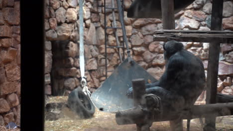 chimpanzee in zoo enclosure looking around, slow continuous shot