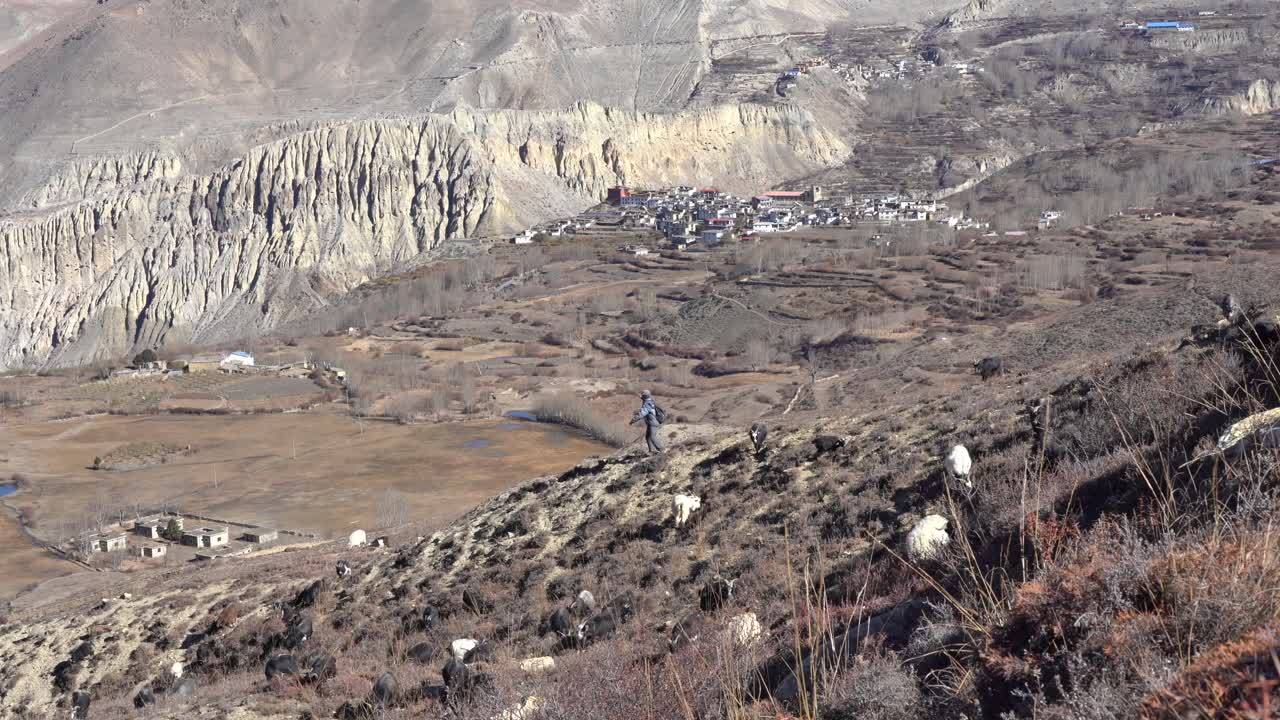 un pastor mirando un rebaño de cabras en la ladera de una montaña