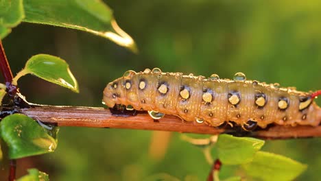 caterpillar bedstraw hawk moth crawls on a branch during the rain. caterpillar (hyles gallii) the bedstraw hawk-moth or galium sphinx, is a moth of the family sphingidae.