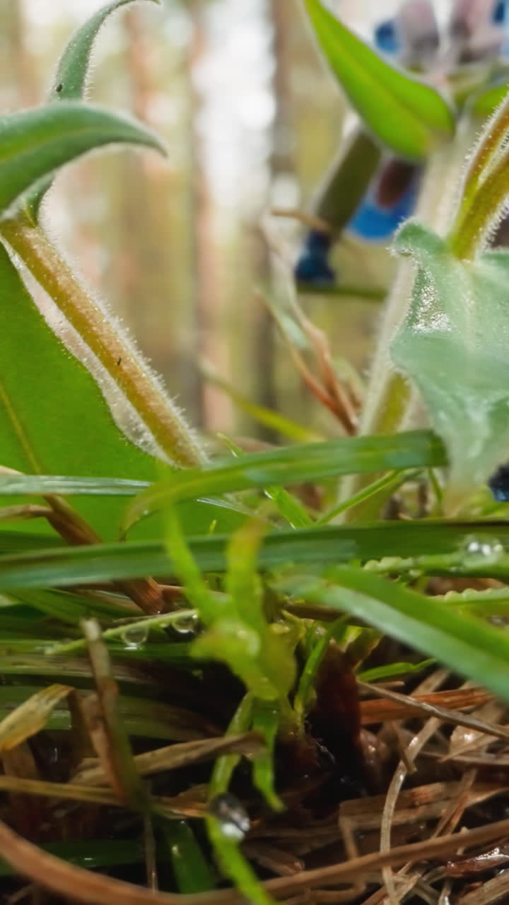 Beautiful flowers with blue and purple petals grow in forest. Spring plants bloom with multi-colored buds surrounded by high trees on blurred background