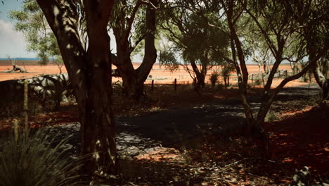 outback road with dry grass and trees