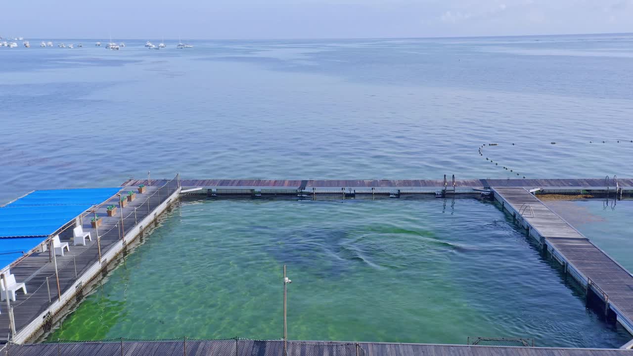 포로 돌고래는 해양 펜, 푼타 카나, 카리브해에서 수영합니다.