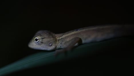 The-Oriental-Garden-Lizard-is-also-called-the-Eastern-Garden-Lizard,-Bloodsucker-and-Changeable-Lizard