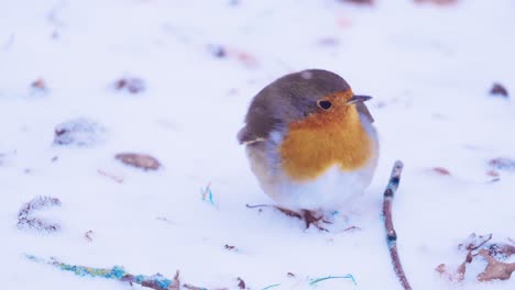 Robin-bird-in-the-snow-jumping-out-of-frame,-HANDHELD-CAMERA-MOVEMENT