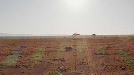 aerial drone shot of wildlife photographer driving safari vehicle in maasai mara national reserve savanna, kenya, africa with beautiful landscape scenery and acacia trees