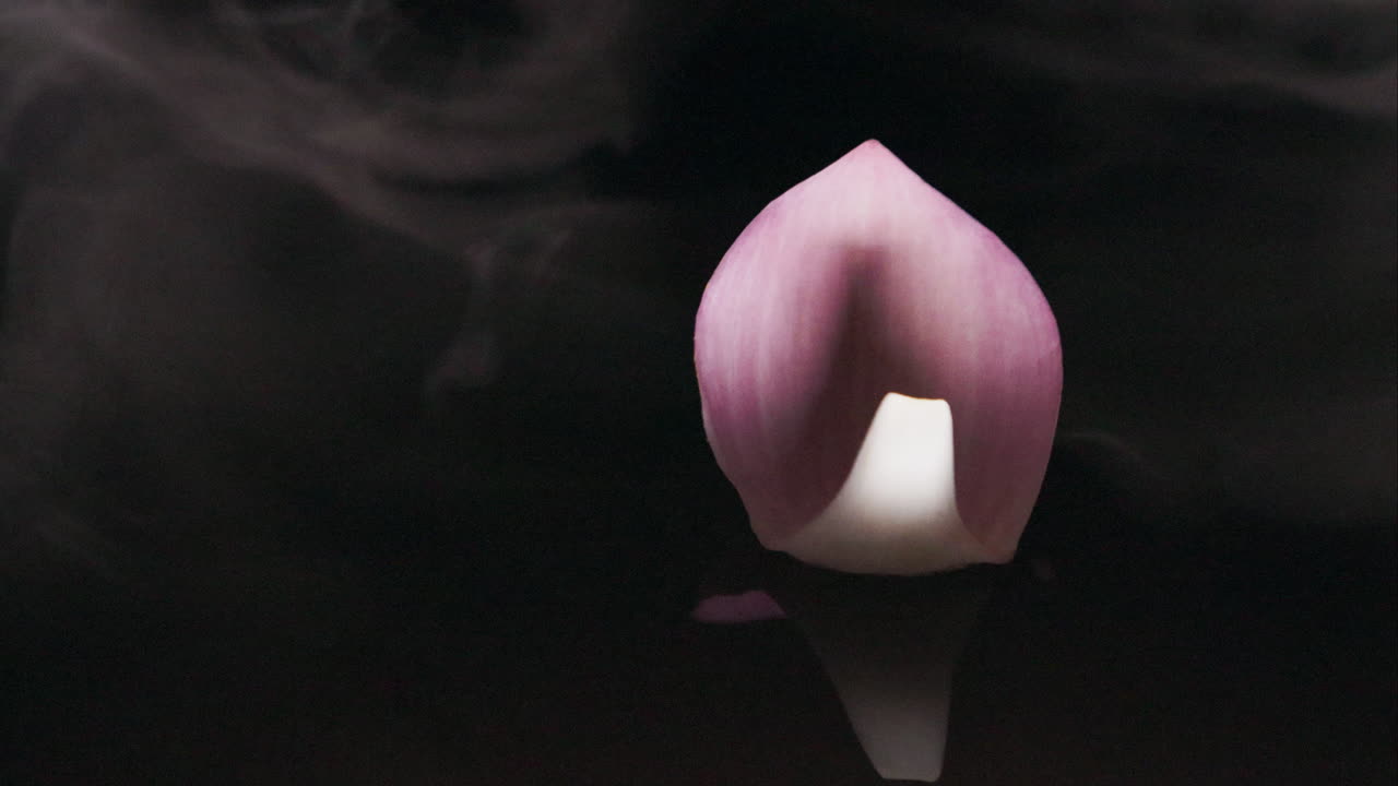 Delicate lotus petal balancing and reflecting on water surface rotates with the soft wind and swirling mist