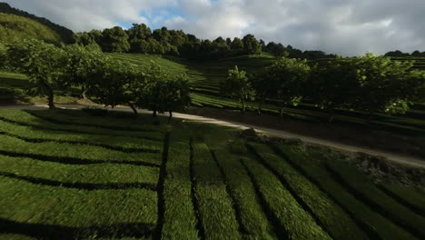 Schnelle-FPV-Luftaufnahme-Von-Terrassen-Teeplantagen-In-Der-Grünen-Landschaft-Der-Azoren