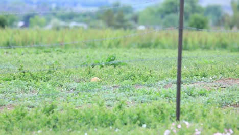 Prairie-Dogs-in-Green-Field,-Colorado-Rodents,-Green-Field-With-Prairie-Dogs-in-Summer-Season