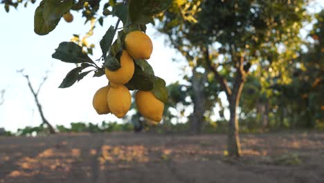 lemon tree branch with five yellow lemons shaking in the wind