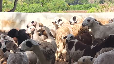 las ovejas se reúnen en un recinto soleado