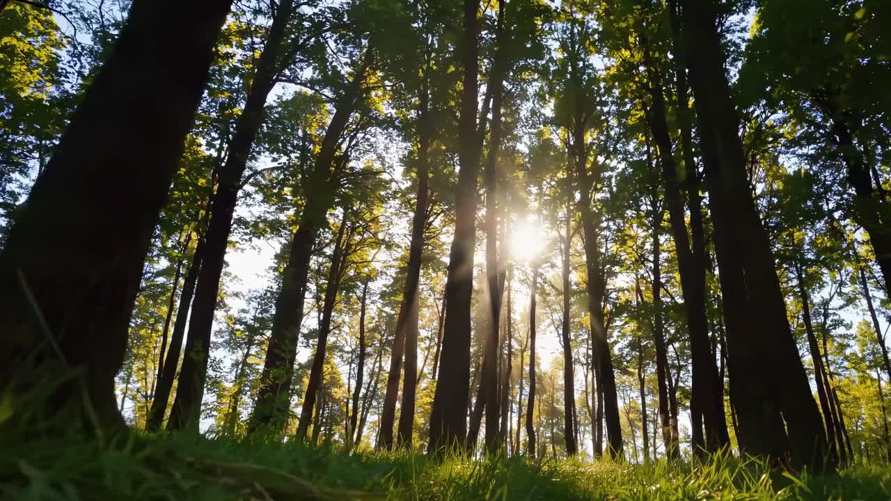 Video con angolazione bassa della luce solare che filtra attraverso alberi ad alto fusto in una foresta lussureggiante, catturando un’atmosfera serena
