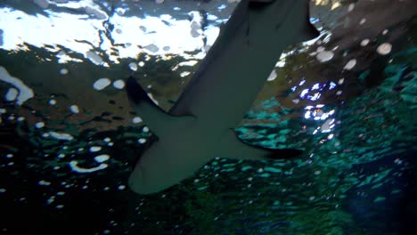vista de tiburón desde abajo en un gran acuario
