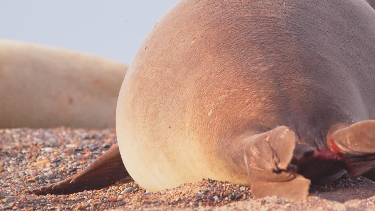 암 ⁇  코끼리 해파리의 뒤쪽 슈퍼 클로즈업 뷰가 해변을 내려다보고 입을 열고 뒤를 바라보고 있습니다.