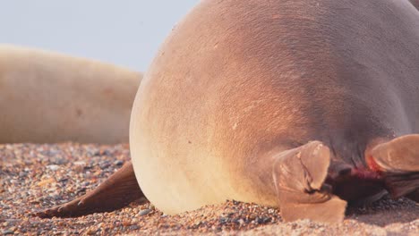 lado trasero super vista de cerca de una foca elefante hembra galopando por la playa y luego mirando hacia atrás con la boca abierta