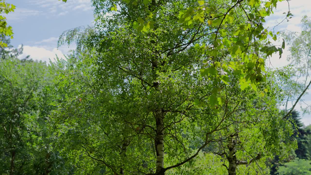 Tilt Up shot of a Birch Tree with a Pond in the background in T&uuml;rkenschanzpark in Vienna during a windy sunny summer day with blue sky