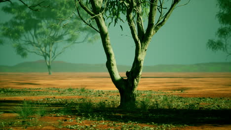 acacia tree in african savannah