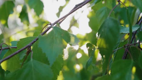 el sol brillando a través de las ramas de un árbol