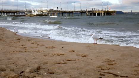 seagulls on sandy beach of baltic sea, gdansk, poland