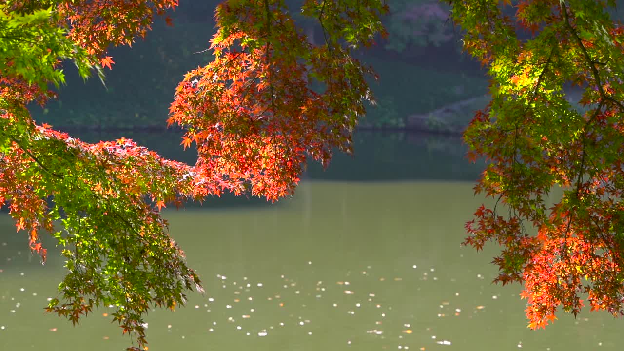 슬로우 모션으로 낮에 연못에 빨간색과 녹색의 아름다운 가을 색 나무